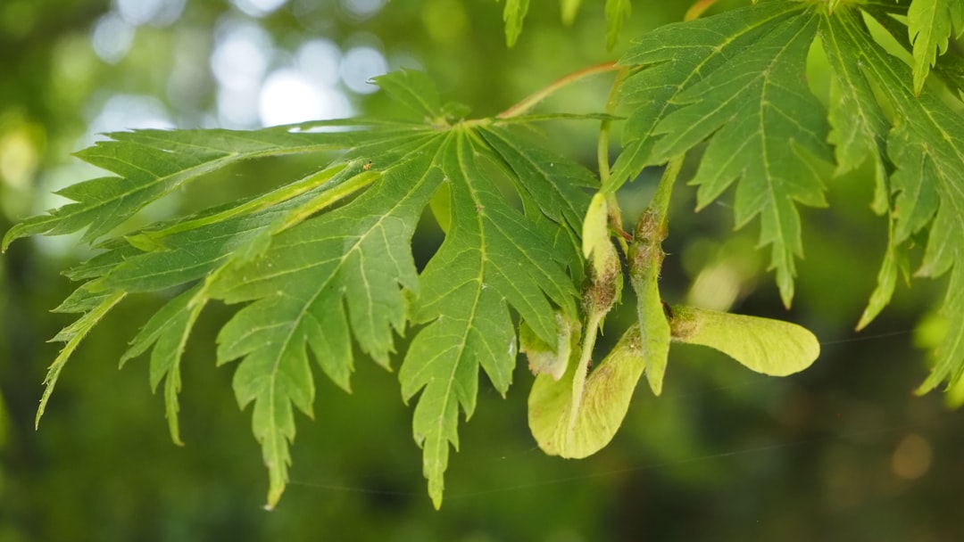 Green maple leaves and samaras on a tree branch.